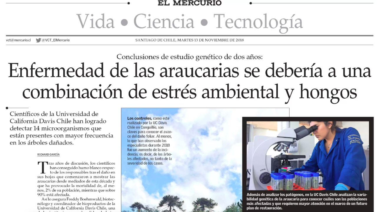 Araucarias, UC Davis, Conaf, Mar Adentro, Investigacion