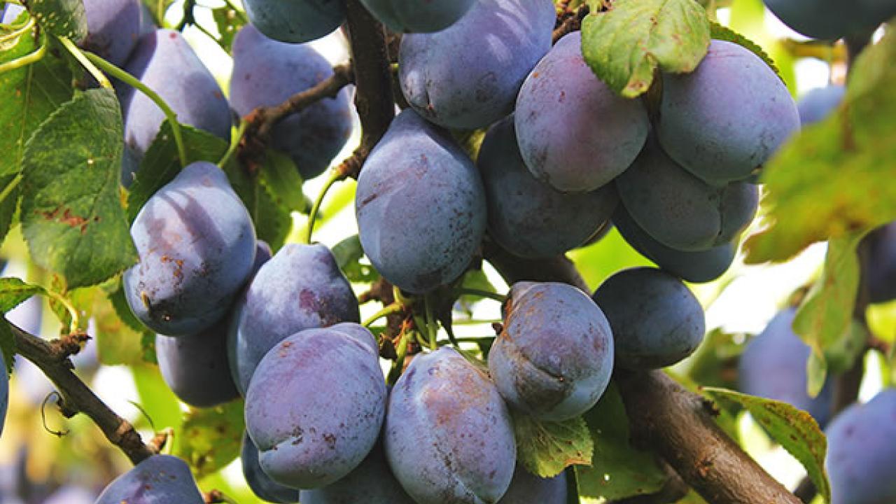 ciruelo europeo