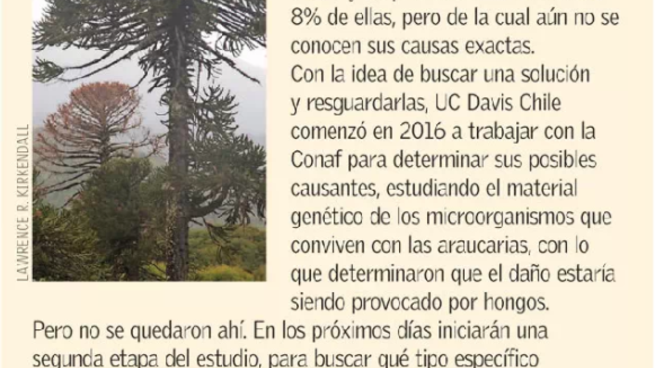 araucariaproject