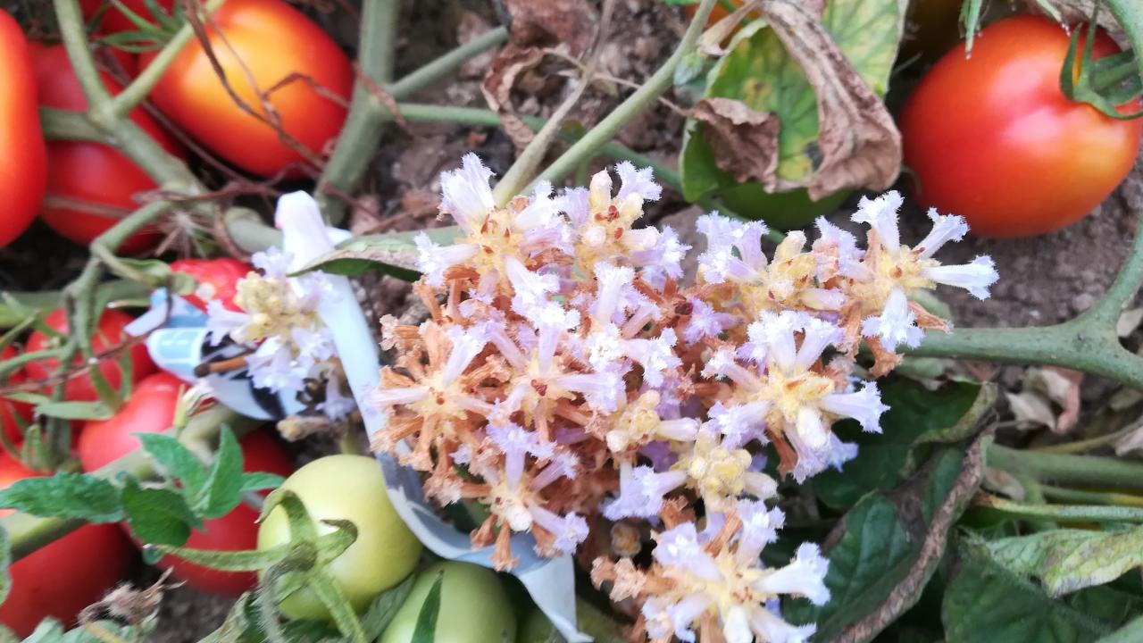 orobanche y tomate industrial