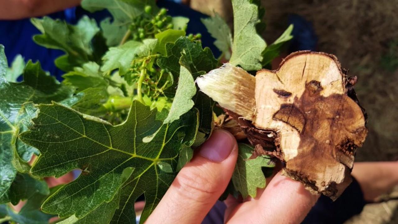 hongos de la madera