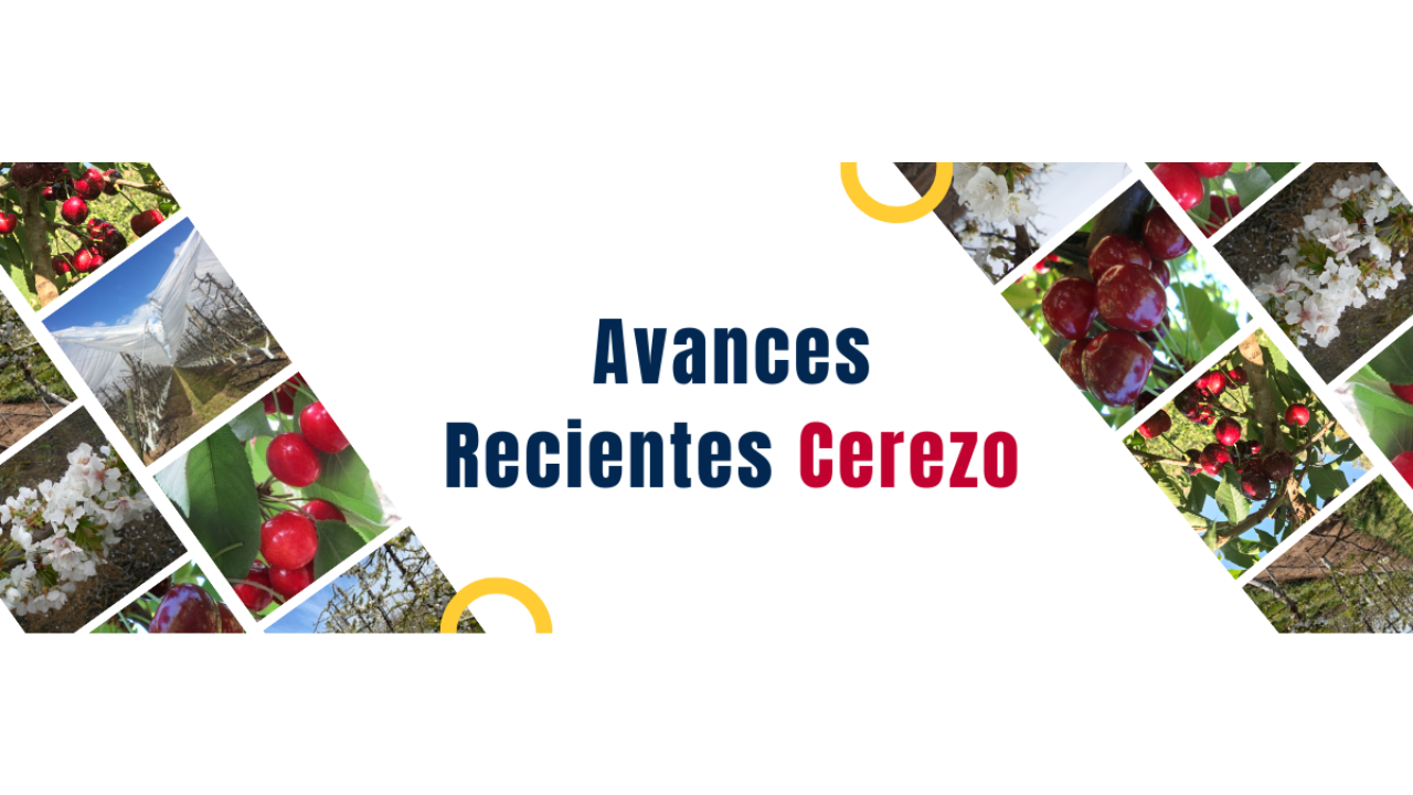 Banner AR Cerezo