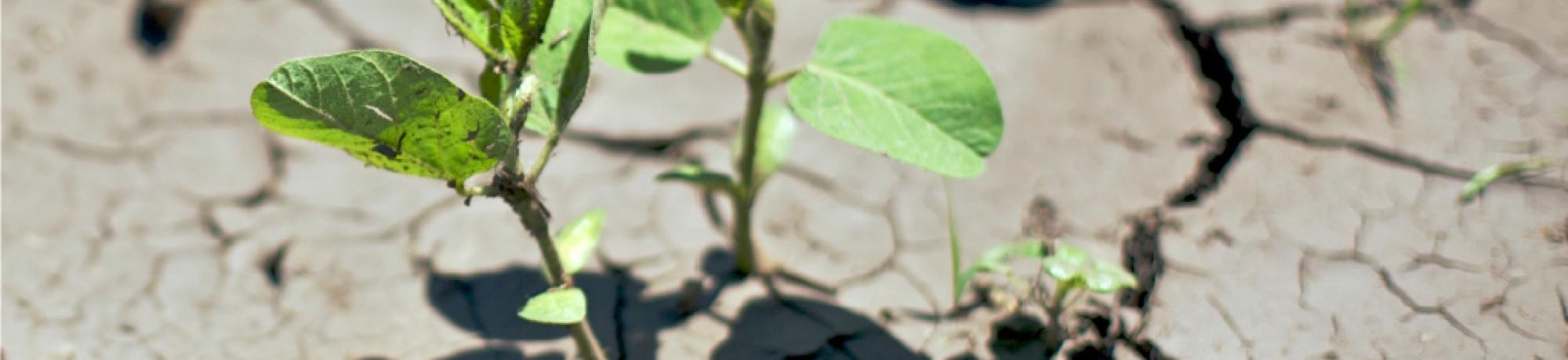 smartagro_primary